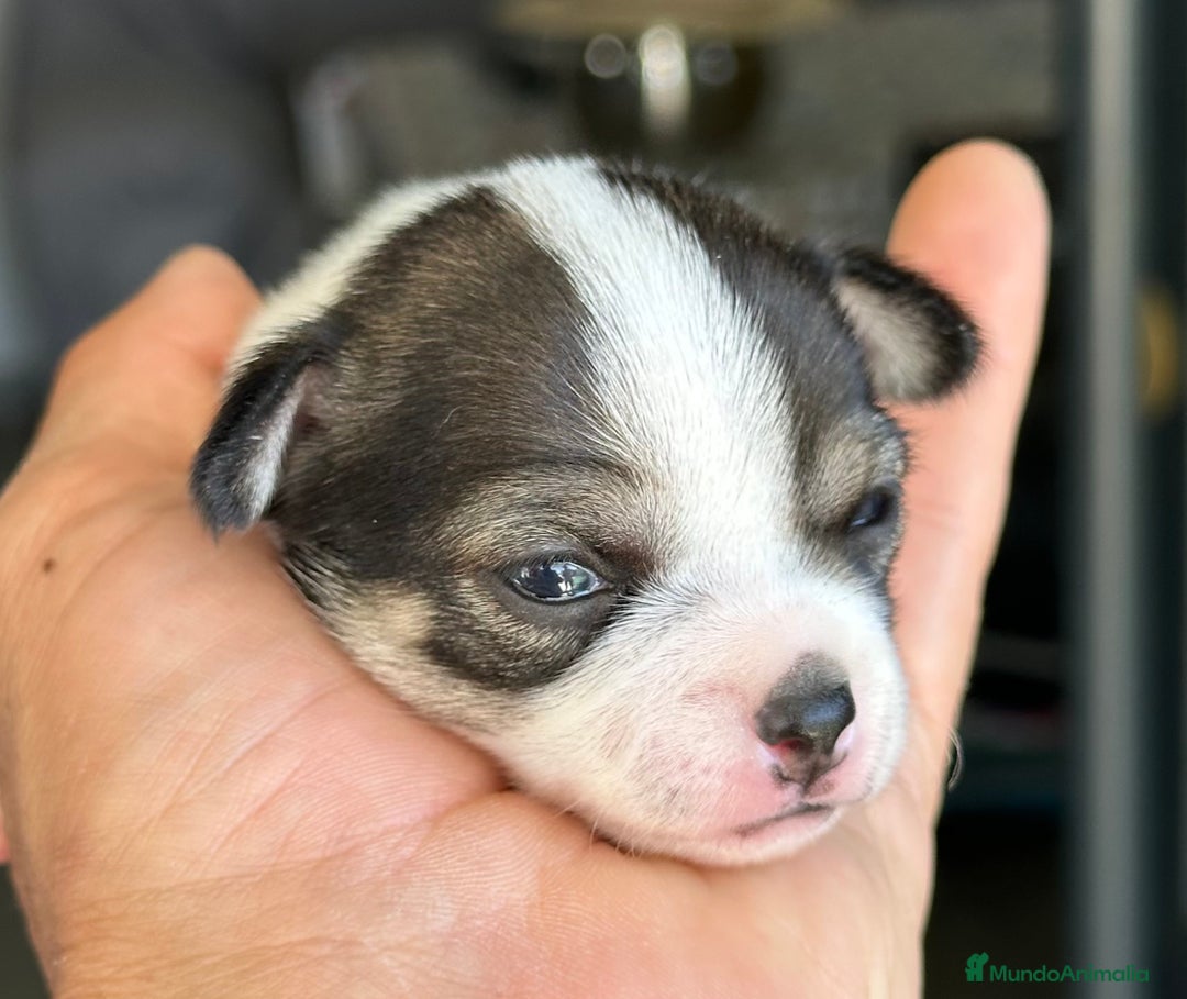Chihuahua perros en venta: Chihuahuas mis nuevos pequeños - Imagen 17