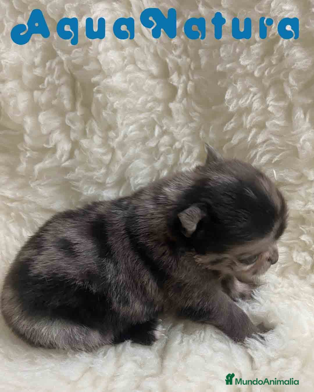 Pomchi perros en venta: Pomchi Hembra 1 de Aspi y Manchitas AQUANATURA - Imagen 3
