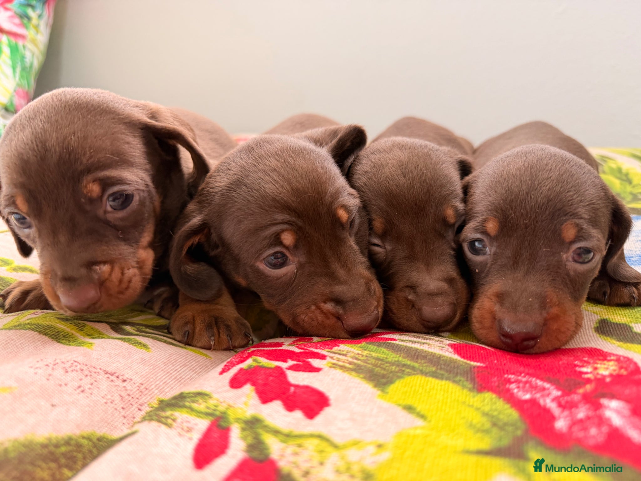 Teckel Miniatura perros Cachorro de Teckel Miniatura  - Anuncio 27