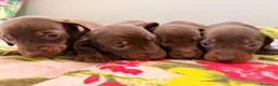 Teckel Miniatura perros en venta: Cachorro de Teckel Miniatura  - Anuncio 1