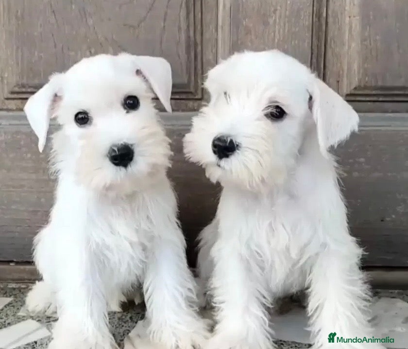 Schnauzer Miniatura perros Schnauzer miniatura  - Anuncio 2