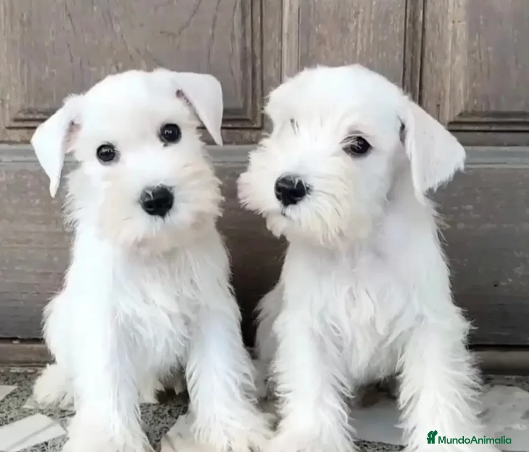 Schnauzer Miniatura perros en venta: Schnauzer miniatura  - Anuncio 1