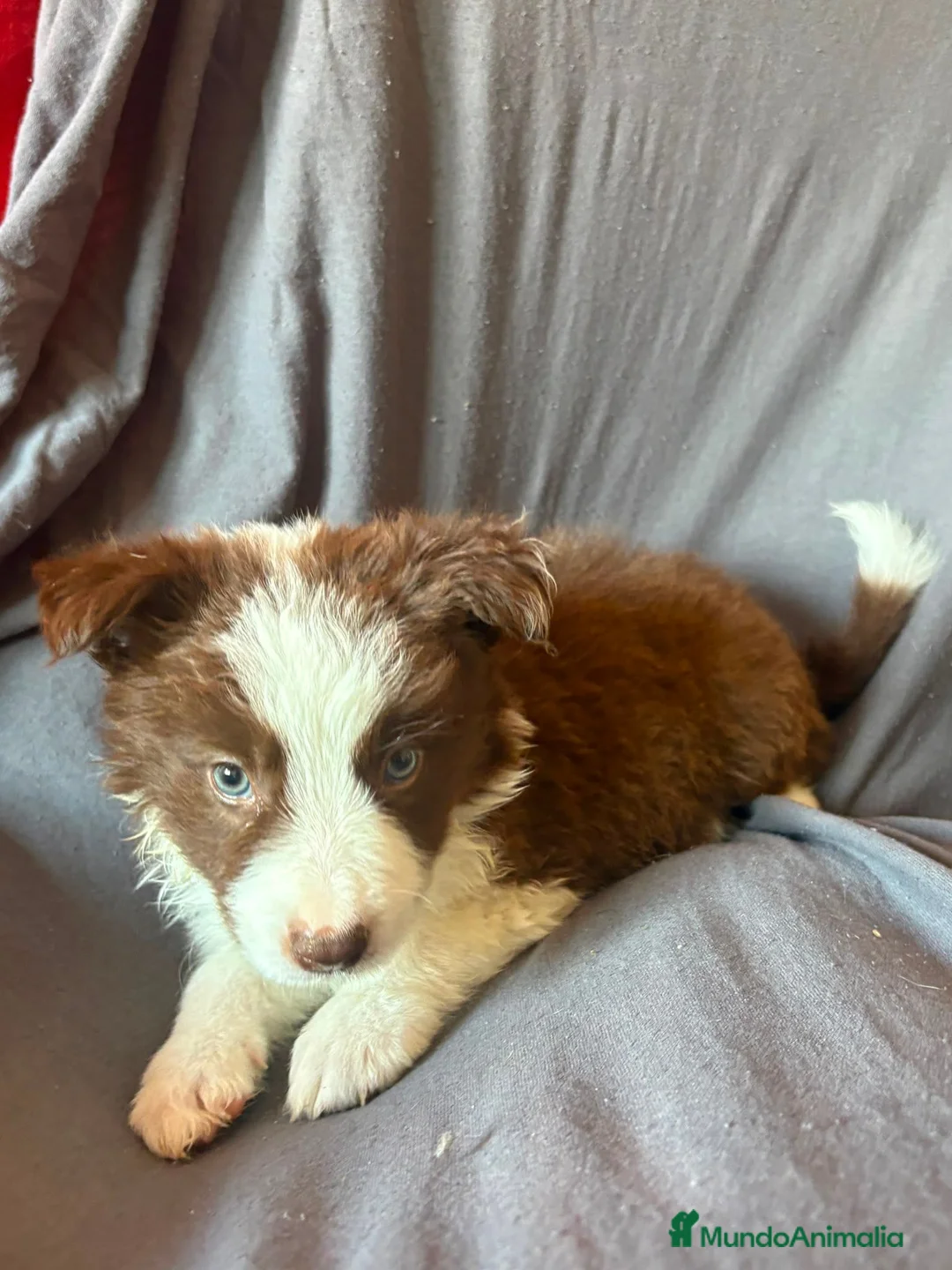 Border Collie perros en venta: BORDER COLLIE - Anuncio 2