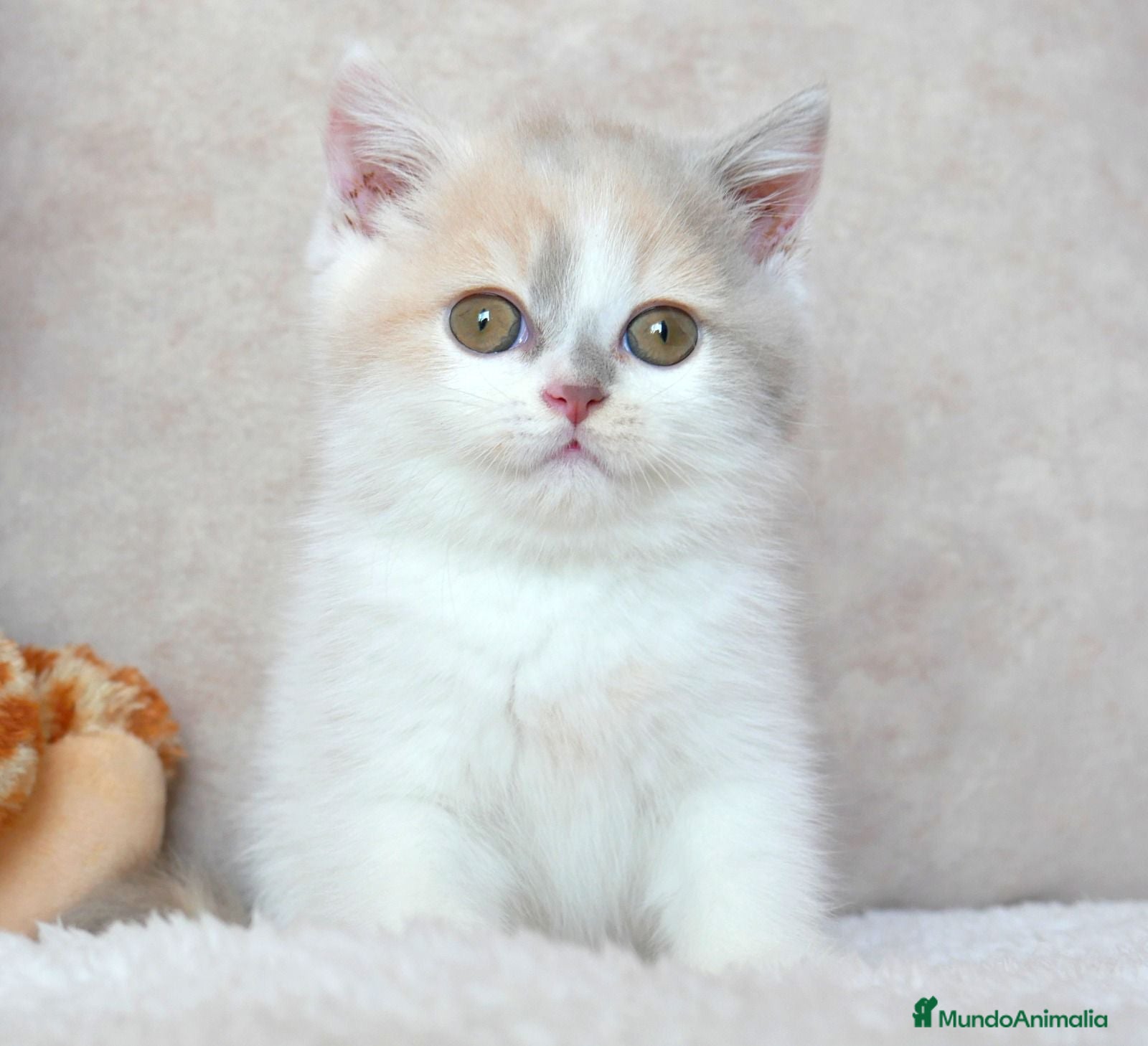 Británico de Pelo Corto gatos ✨ British Shorthair Hembra – Carita de Muñeca 🧸 - Anuncio 2