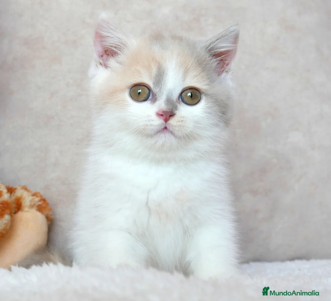 Británico de Pelo Corto gatos en venta: ✨ British Shorthair Hembra – Carita de Muñeca 🧸 - Anuncio 1
