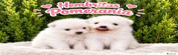 Pomerania perros en venta: CAMADA POMERANIAS CHIQUITINES  - Anuncio 2