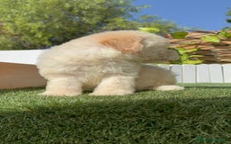 Perro de Agua Español perros en venta: PERRO DE AGUA ESPAÑOL HEMBRA - Imagen 3