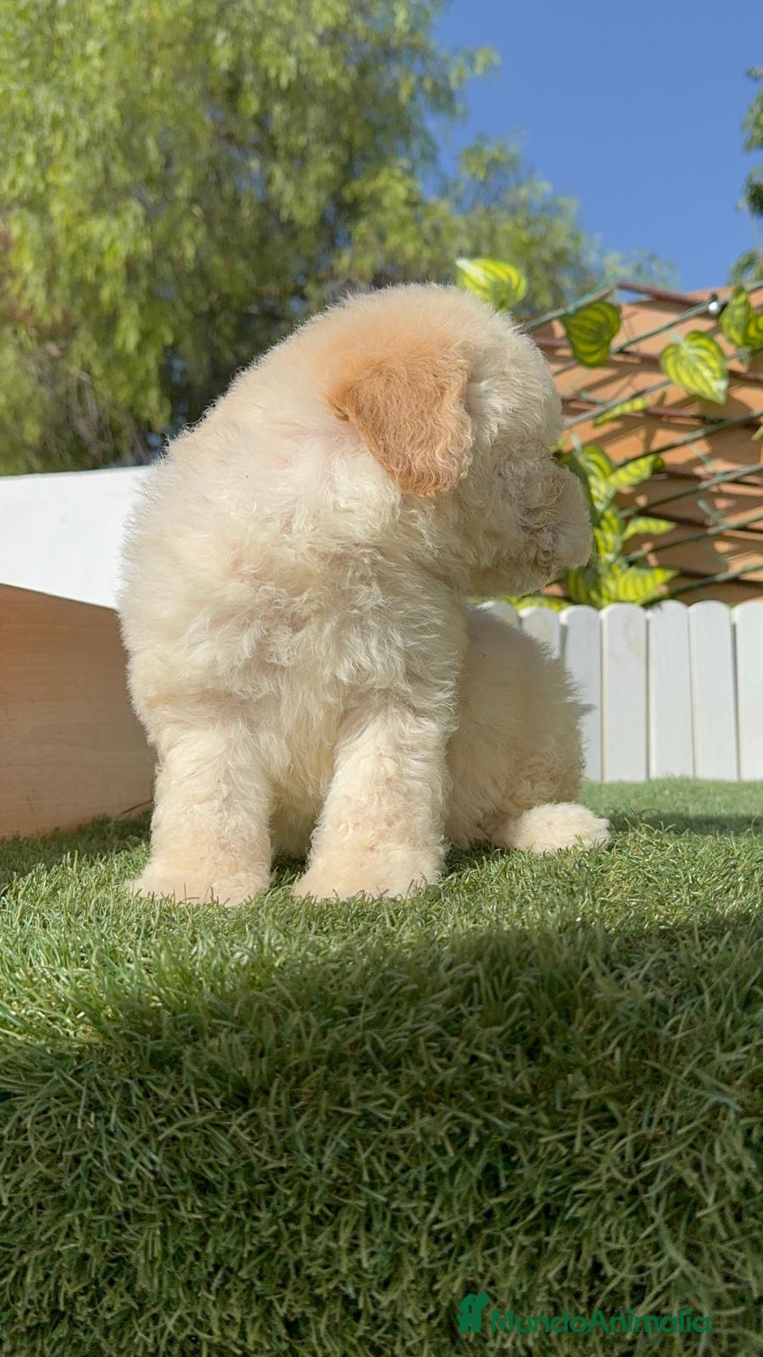 Perro de Agua Español perros en venta: PERRO DE AGUA ESPAÑOL HEMBRA - Imagen 3