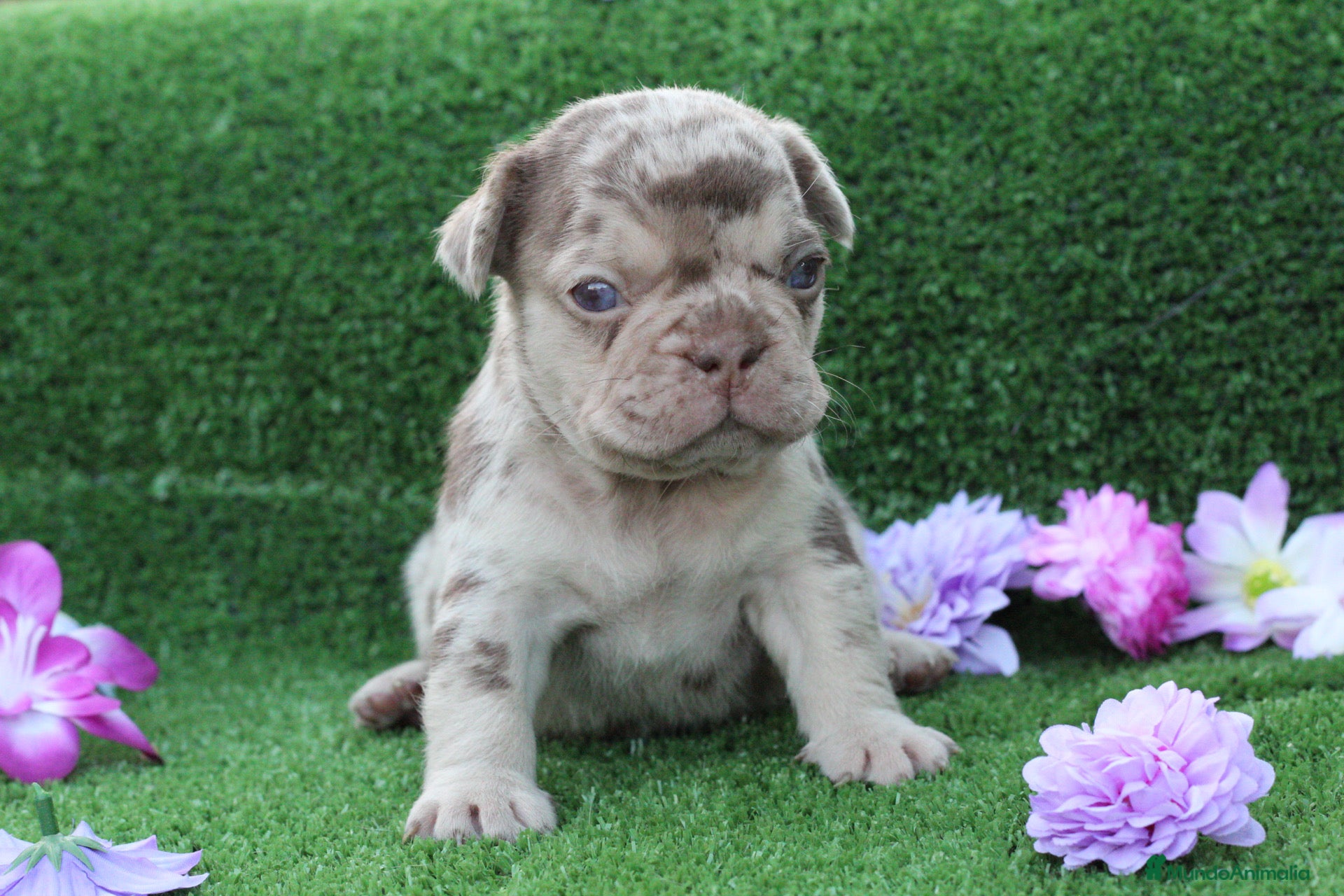 Bulldog Francés perros en venta: Bulldog francés exóticos  - Anuncio 9