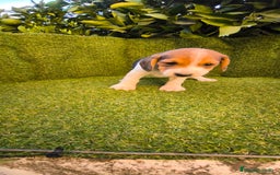 Beagle perros en venta: beagles tricolor  - Imagen 6