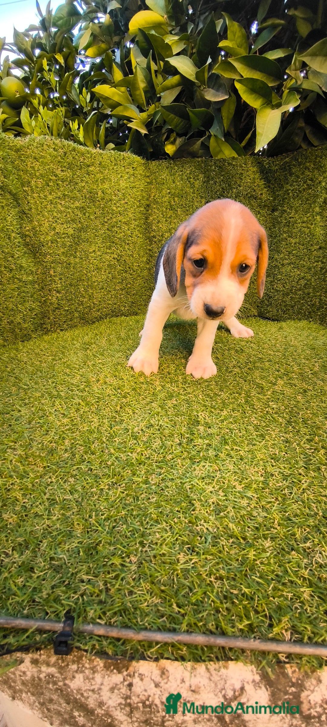 Beagle perros en venta: beagles tricolor  - Imagen 6