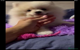 Pomerania perros en adopcion: Adopción pomeranias en Murcia - Imagen 2