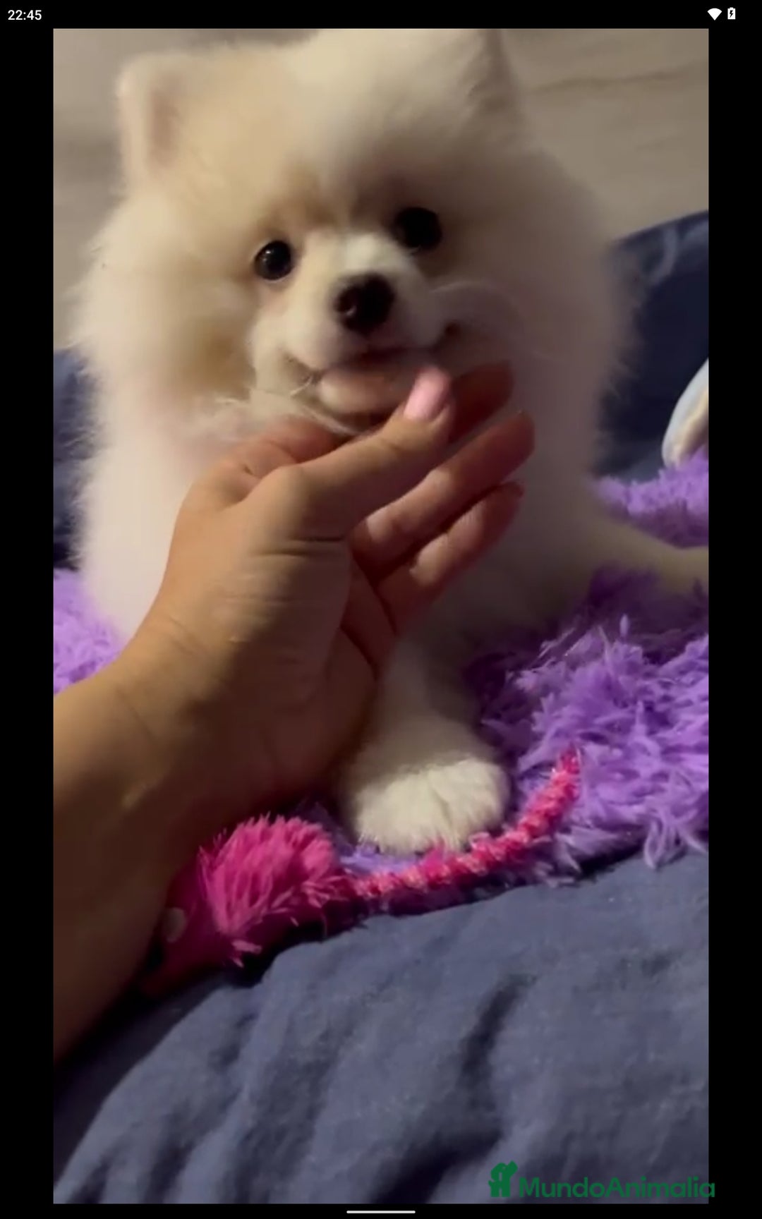 Pomerania perros en adopcion: Adopción pomeranias en Murcia - Imagen 2