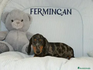 Teckel perros TECKEL KANINCHEN ARLEQUÍN PLATA - Anuncio 14