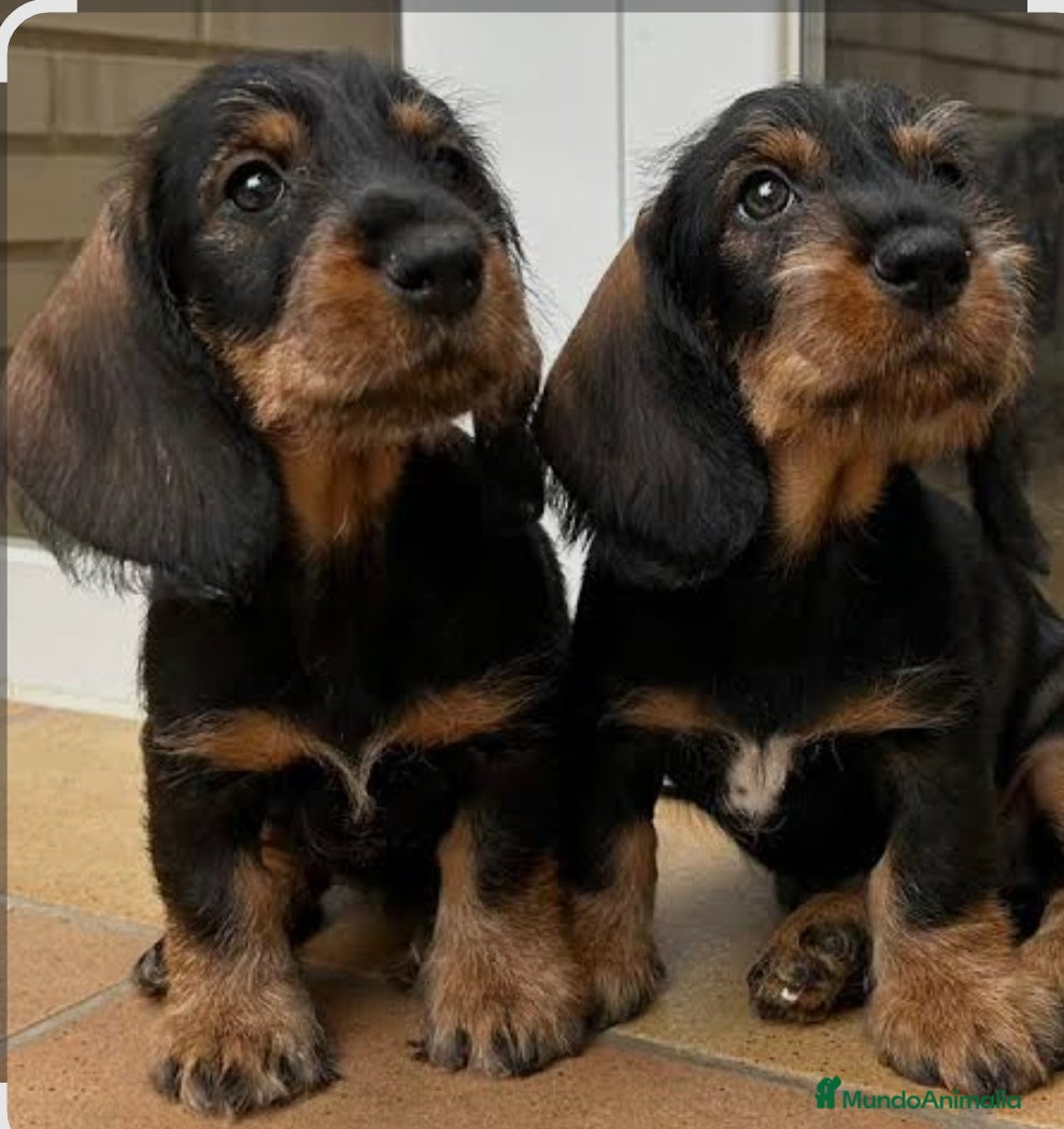 Teckel Miniatura perros Teckel en Toledo - Anuncio 7