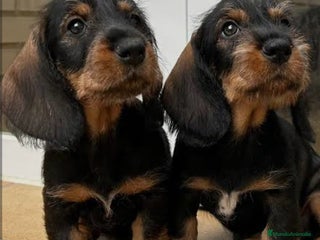 Teckel Miniatura perros Teckel en Toledo - Anuncio 11