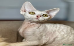 Devon Rex gatos en venta: Devon rex - Imagen 3