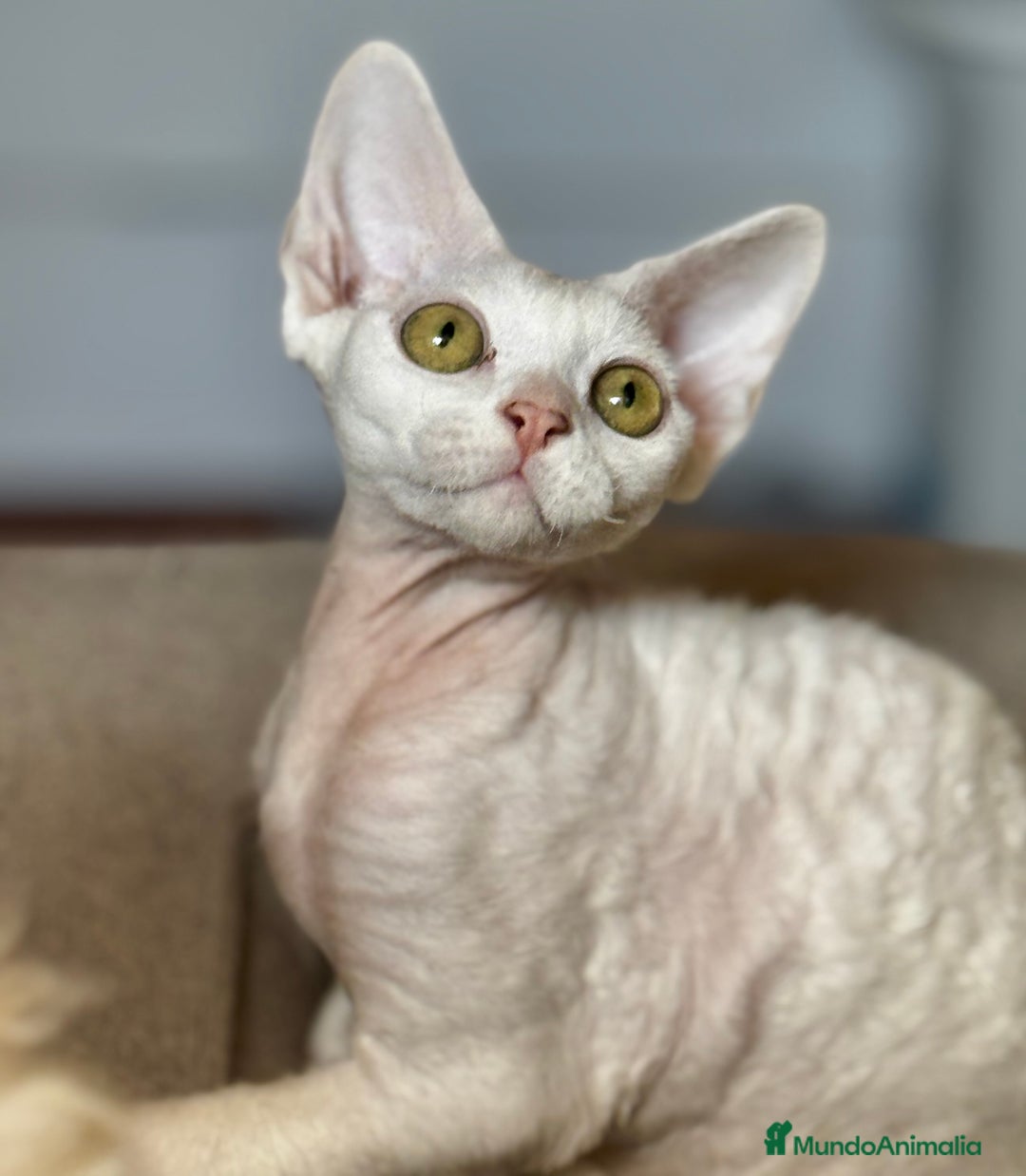 Devon Rex gatos en venta: Devon rex - Imagen 3