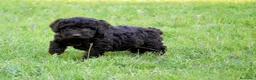 Perro de Agua Español perros en venta: CAMA DE PERRO DE AGUA ESPAÑOL  - Anuncio 18