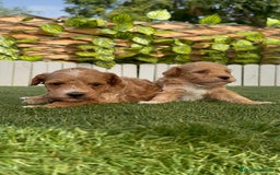 Caniche Toy perros en venta: CANICHE TOY MACHO - Imagen 11