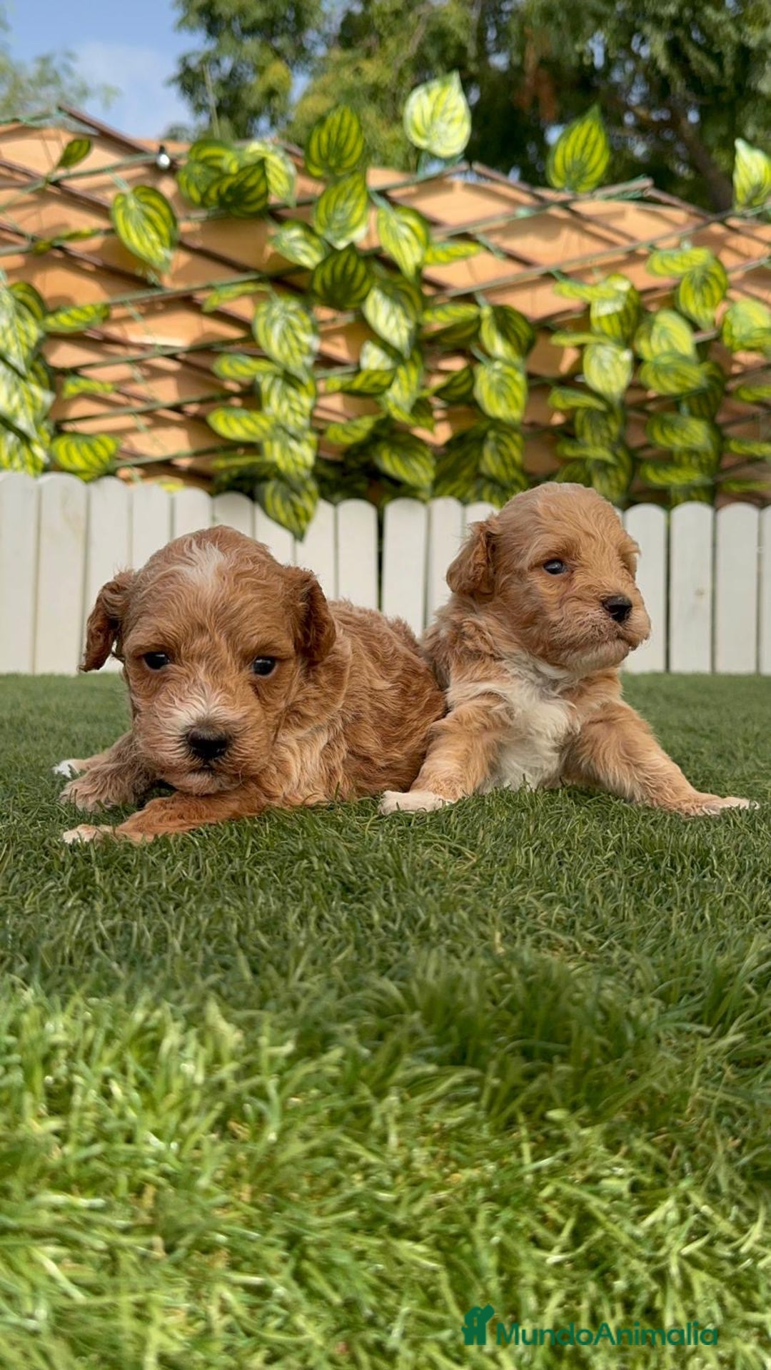 Caniche Toy perros en venta: CANICHE TOY MACHO - Imagen 11
