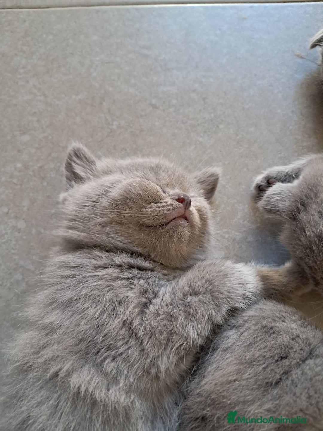 Británico de Pelo Corto gatos en venta: British pura raza  - Imagen 4