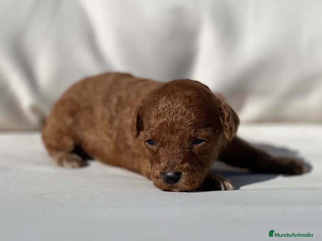 Caniche Toy perros en venta: CANICHE TOY ROJO INTENSO - Anuncio 2