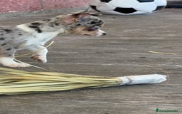 Chihuahua perros en venta: 🌟 Merlé, chocolate y elegancia total 🍫 - Imagen 6