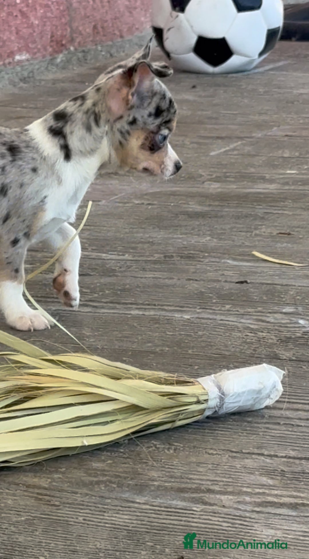 Chihuahua perros en venta: 🌟 Merlé, chocolate y elegancia total 🍫 - Imagen 6