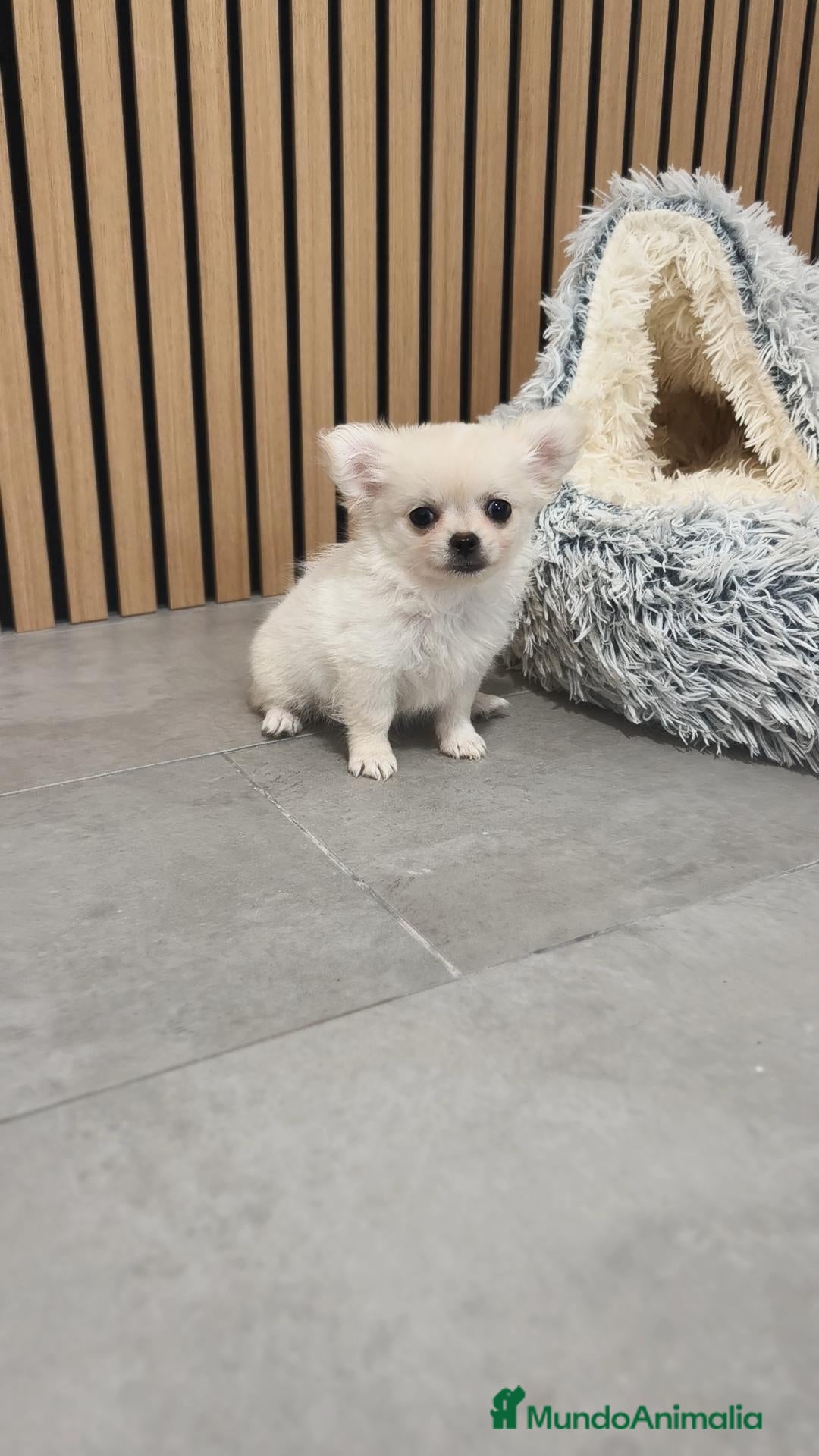 Chihuahua perros Chihuahua Toy Blanco Perla pelo largo  - Anuncio 3