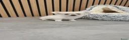 Chihuahua perros en venta: Chihuahua Toy Blanco Perla pelo largo  - Anuncio 1