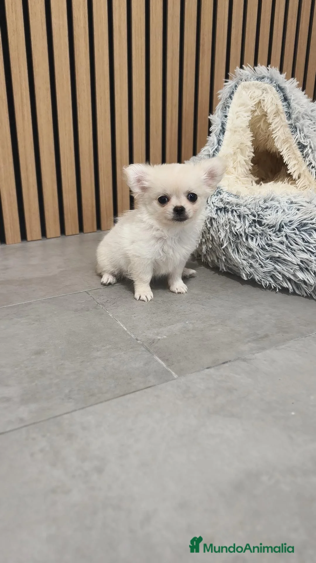 Chihuahua perros en venta: Chihuahua Toy Blanco Perla pelo largo  - Anuncio 1