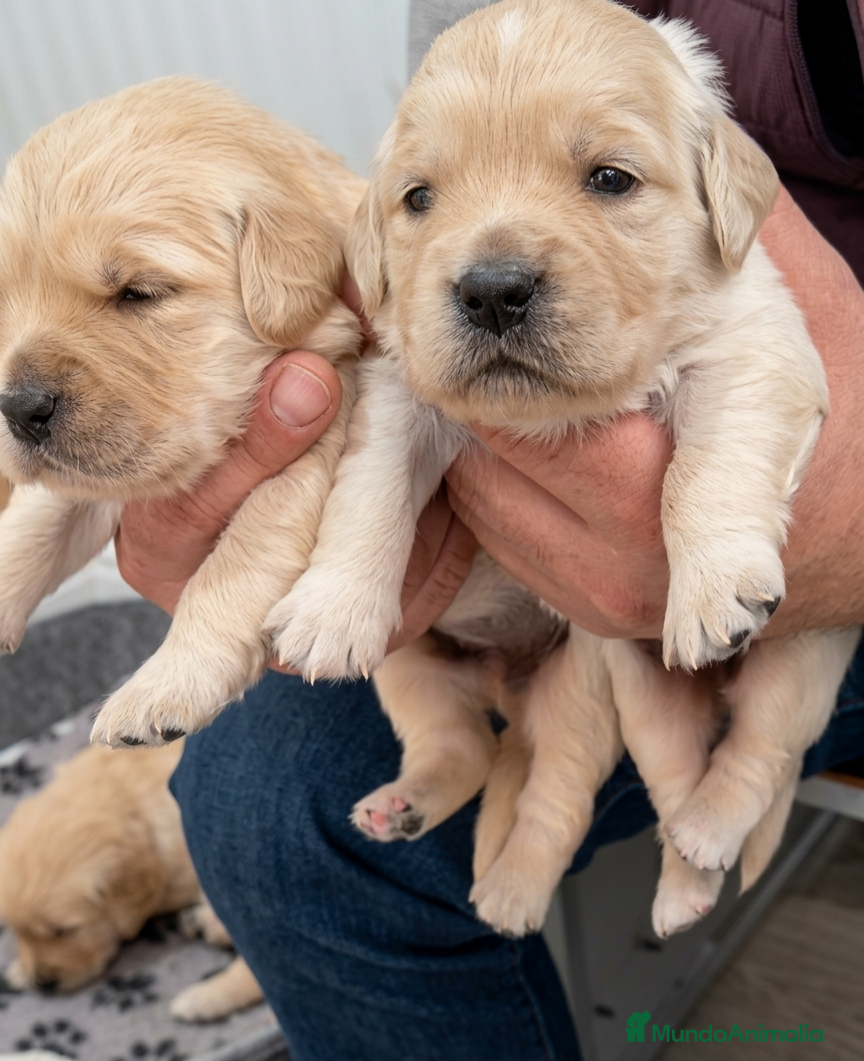 Golden Retriever perros Cachorro de Golden Retriever  - Anuncio 26
