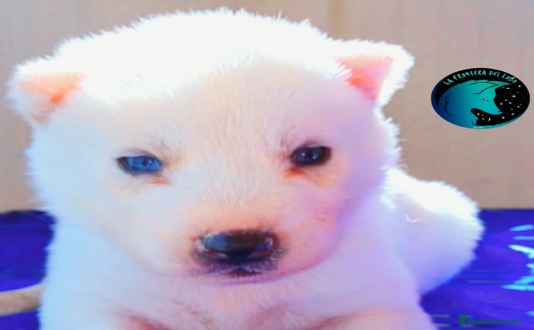 Husky Siberiano perros - Anuncio 7