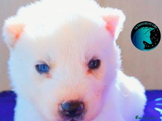 Husky Siberiano perros - Anuncio 1