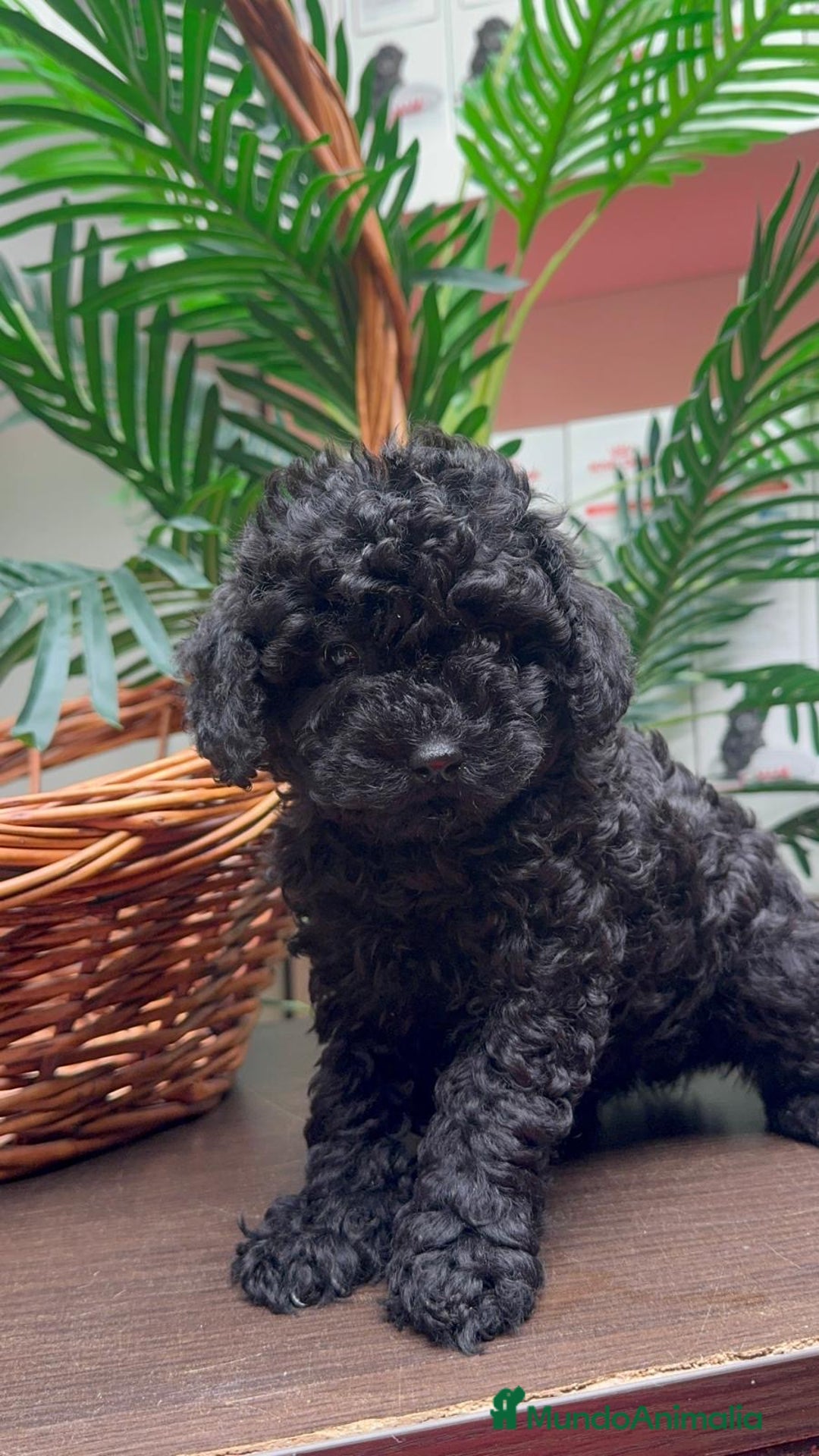 Caniche Toy perros en venta: CANICHE TOY MACHO - Anuncio 15