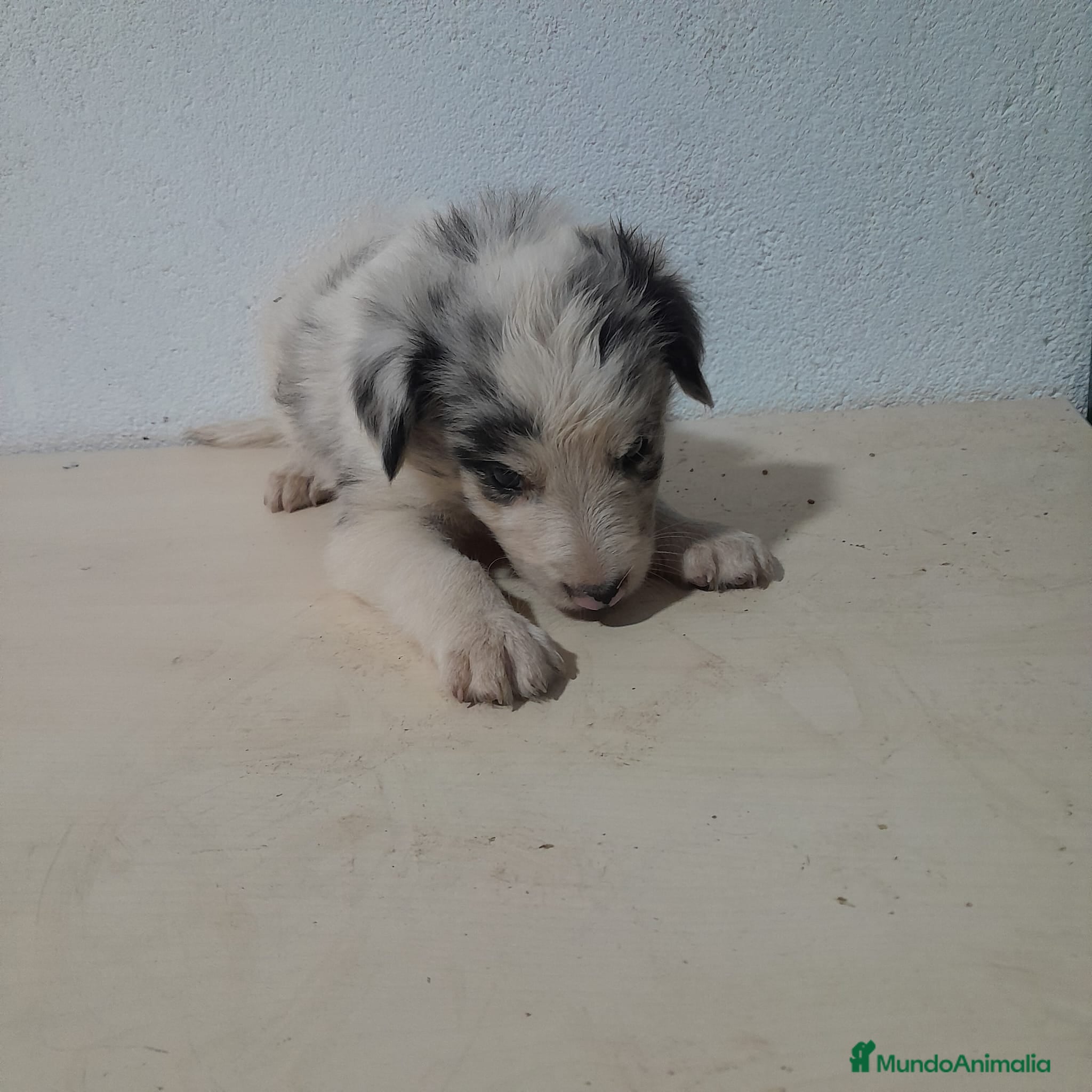 Border Collie perros BORDER COLLIE - Anuncio 1