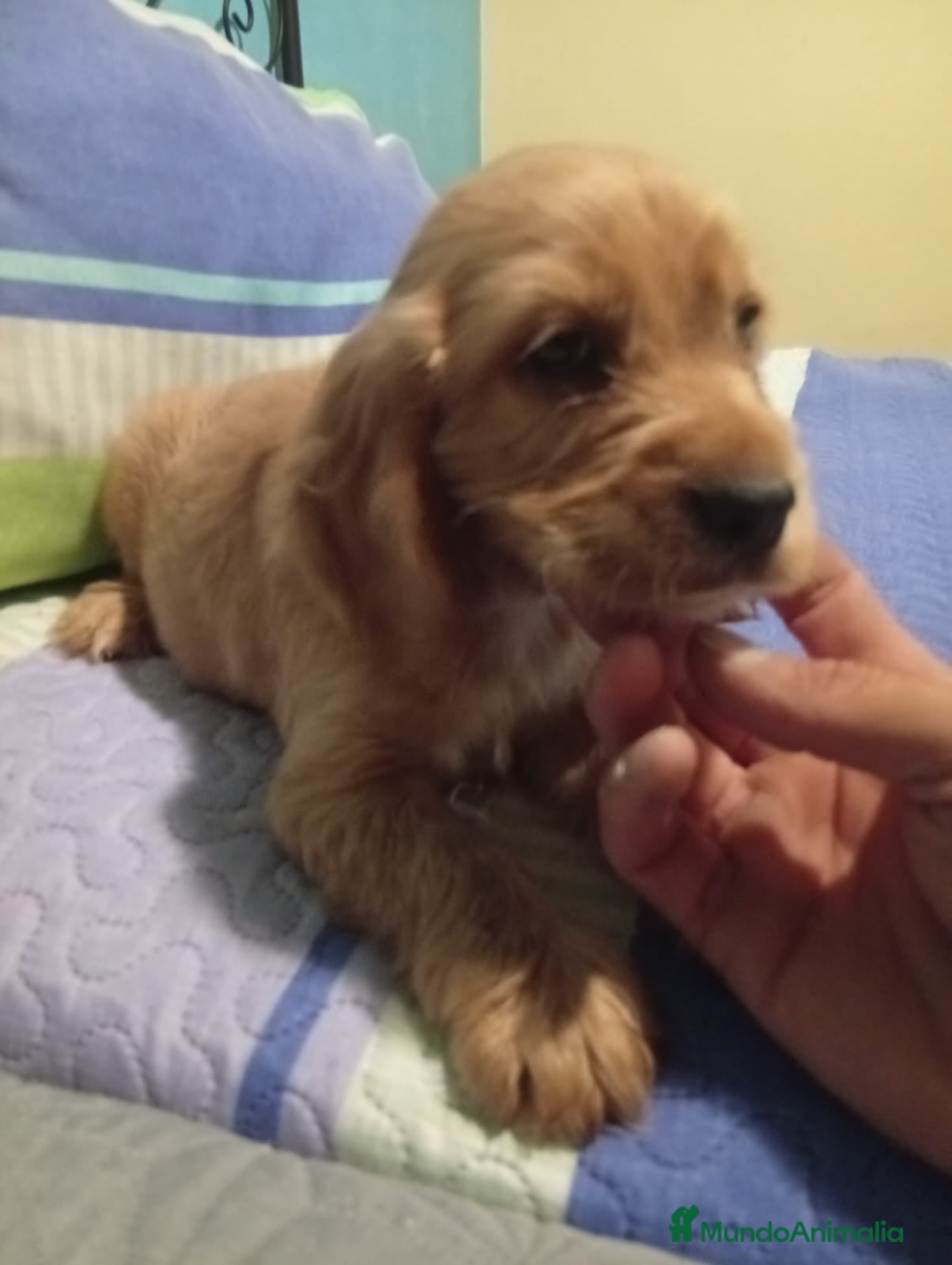 Cocker Spaniel Inglés perros Cocker Spaniel ingles  - Anuncio 1