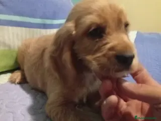 Cocker Spaniel Inglés perros Cocker Spaniel ingles - Anuncio 1