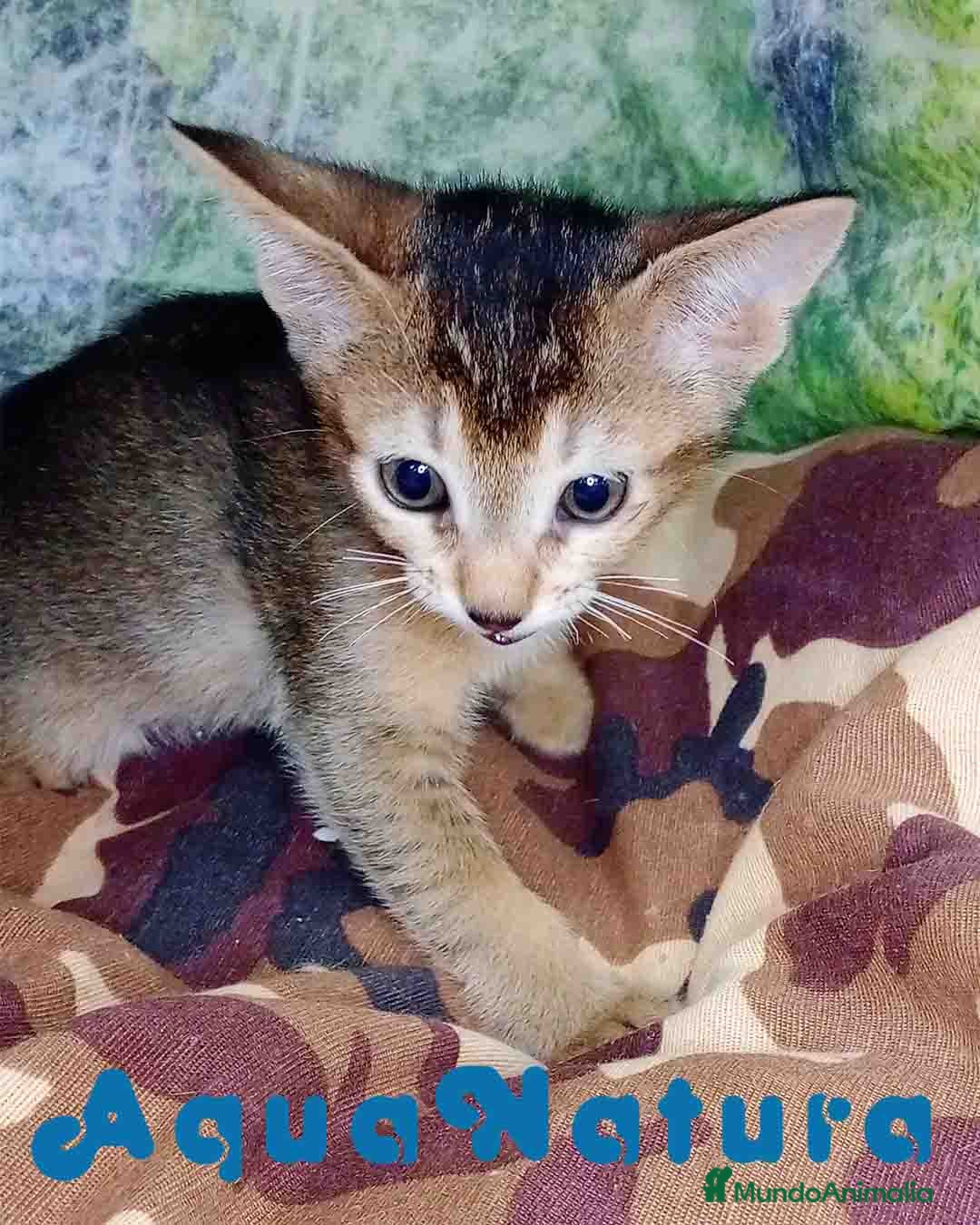 Abisinio gatos Abisinio Macho de Santa 4180 - AQUANATURA en Barcelona - Anuncio 2