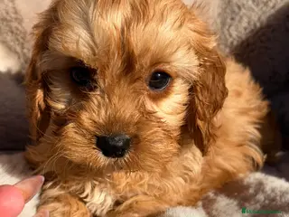 Cavapoo perros Cavapoo macho - Anuncio 1
