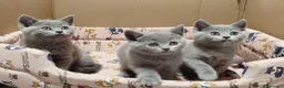 Británico de Pelo Corto Azul gatos en venta: British Shorthair  en Barcelona - Anuncio 4