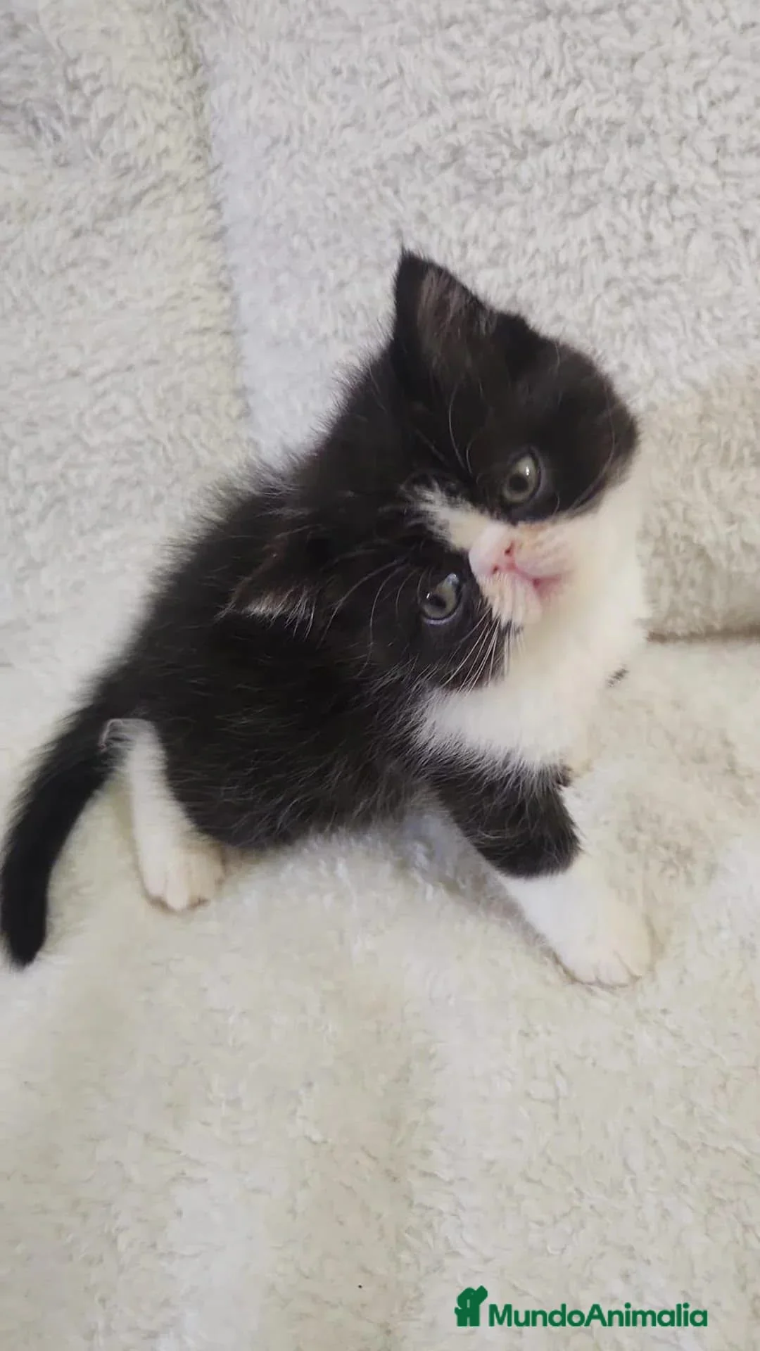 Persa gatos en venta: Persa.bicolor - Anuncio 1