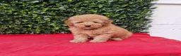 Caniche Toy perros en venta: Caniches toy y enano en Barcelona - Anuncio 4