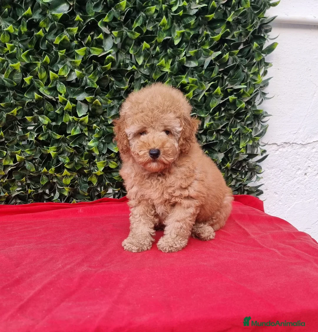 Caniche Toy perros en venta: Caniches toy y enano en Barcelona - Anuncio 4