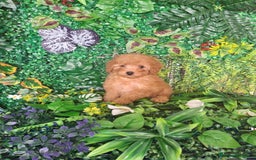 Caniche Toy perros en venta: Caniche toy  - Imagen 1