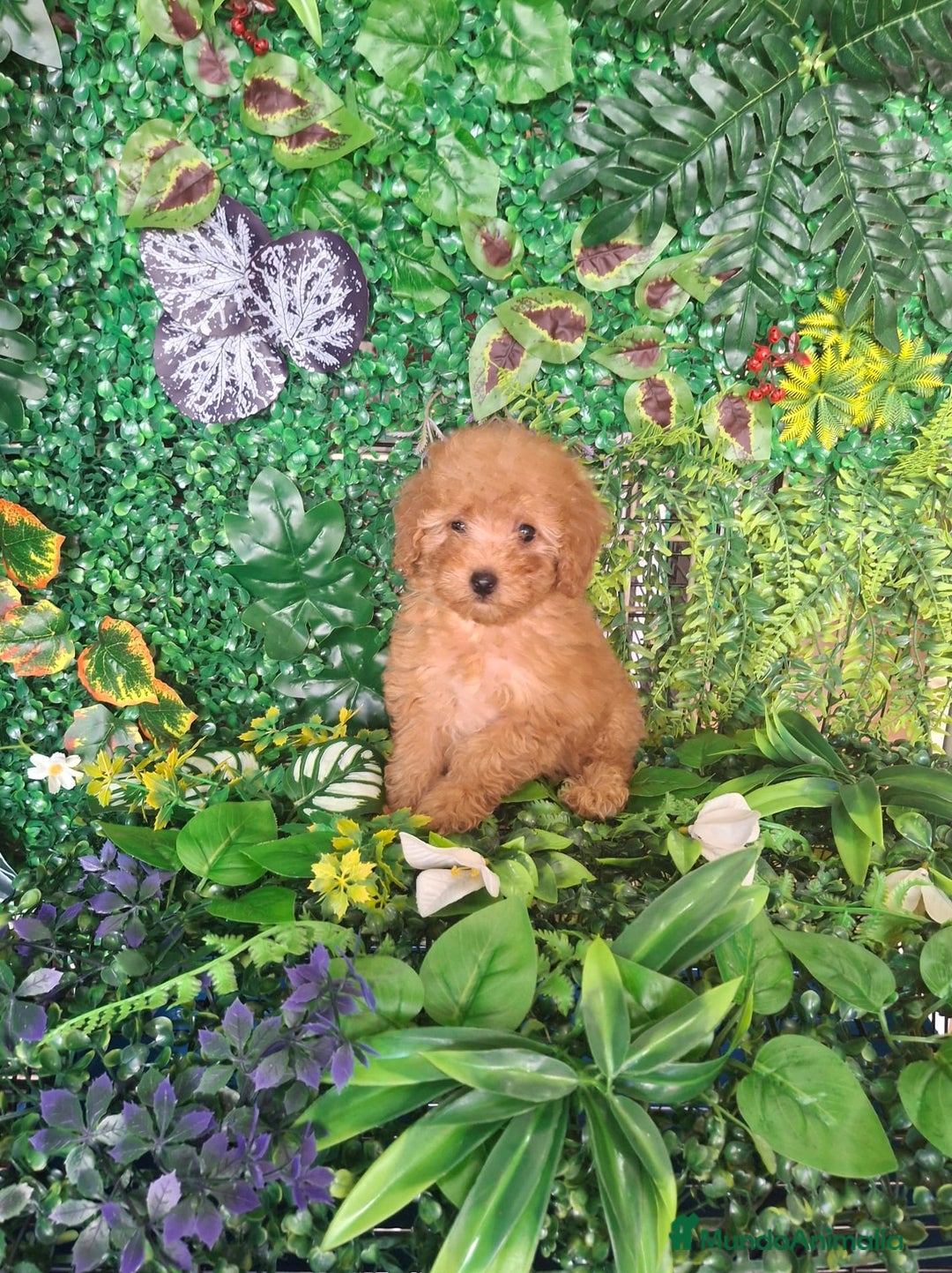 Caniche Toy perros en venta: Caniche toy  - Imagen 1