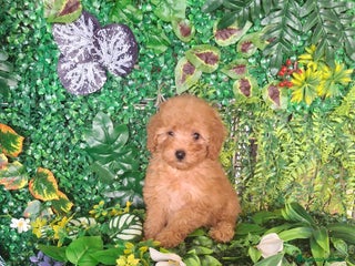 Caniche Toy perros - Anuncio 8