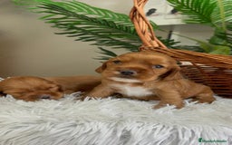 Cocker Spaniel Inglés perros en venta: COCKER SPANIEL INGLES - Imagen 13