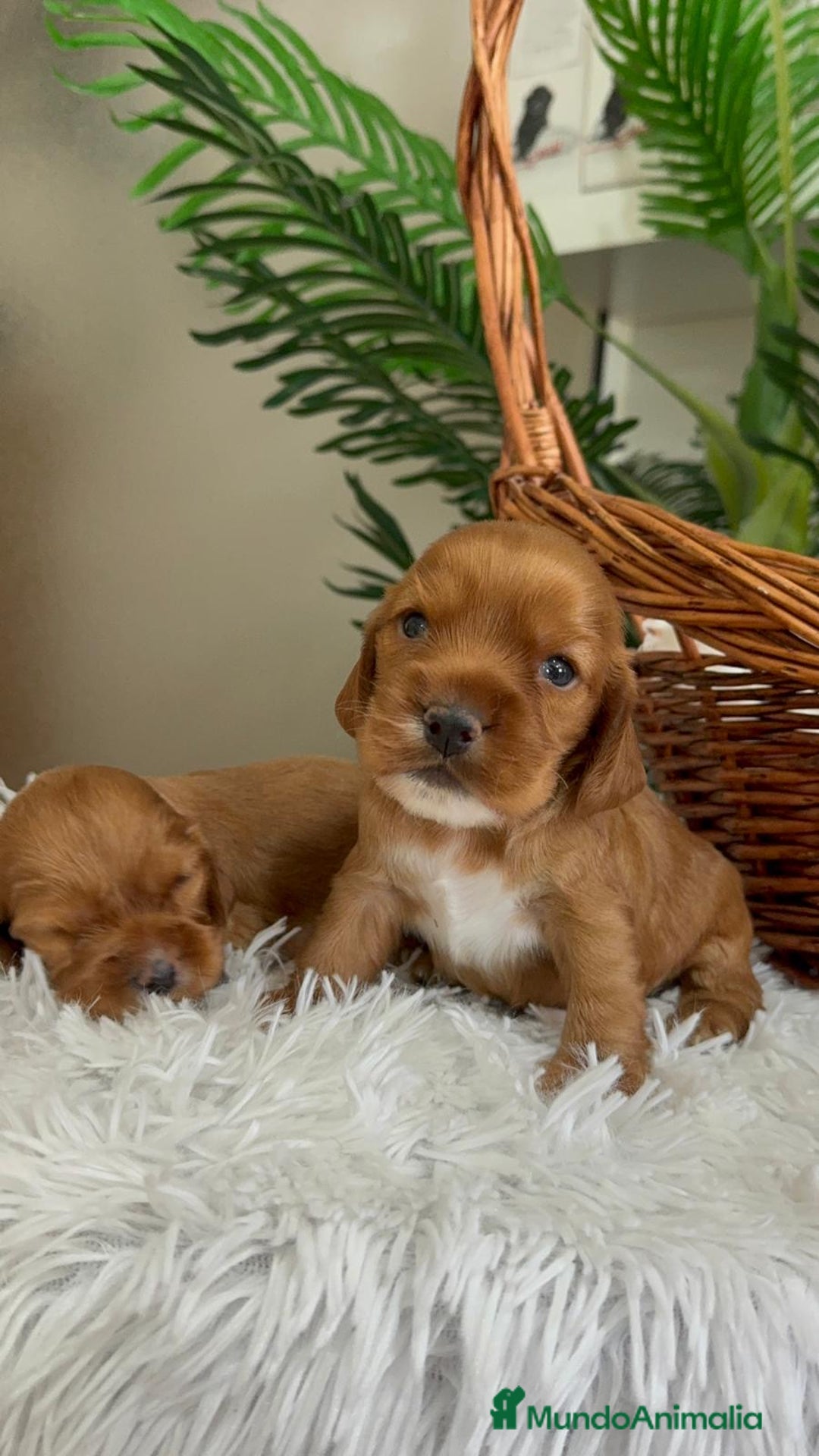 Cocker Spaniel Inglés perros en venta: COCKER SPANIEL INGLES - Imagen 13